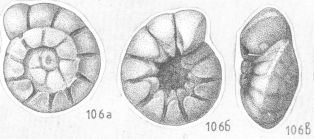 Ammonia crebera Shchedrina, 1984 Paratype