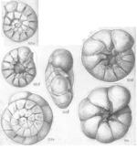 Ammonia crebera Shchedrina, 1984 Paratypes