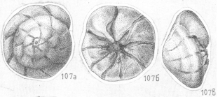 Ammonia dilucida Shchedrina 1984 Holotype