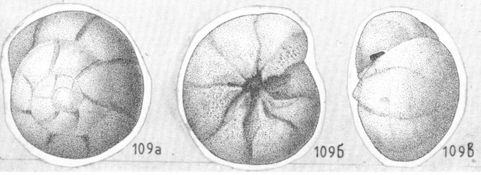 Ammonia glans Shchedrina, 1984 Holotype
