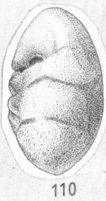 Ammonia glans Shchedrina, 1984 Paratype