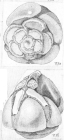 Asterorotalia rolshauseni conica Shchedrina, 1984 Holotype