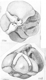 Asterorotalia rolshauseni conica Shchedrina, 1984