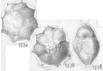 Pararotalia bellatula Shchedrina, 1984 Holotype