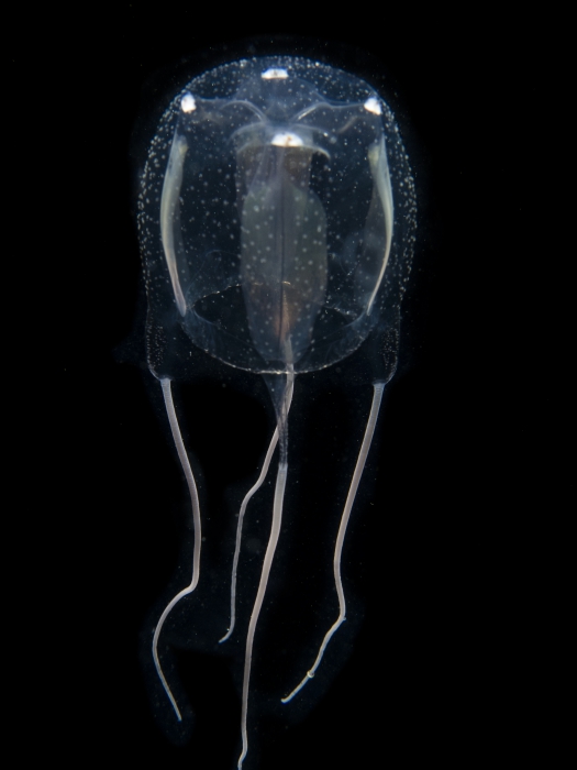 Carybdea marsupialis Carybdea marsupialis