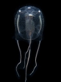 Scyphozoa (jelly fish)