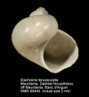 Elachisina tenuisculpta