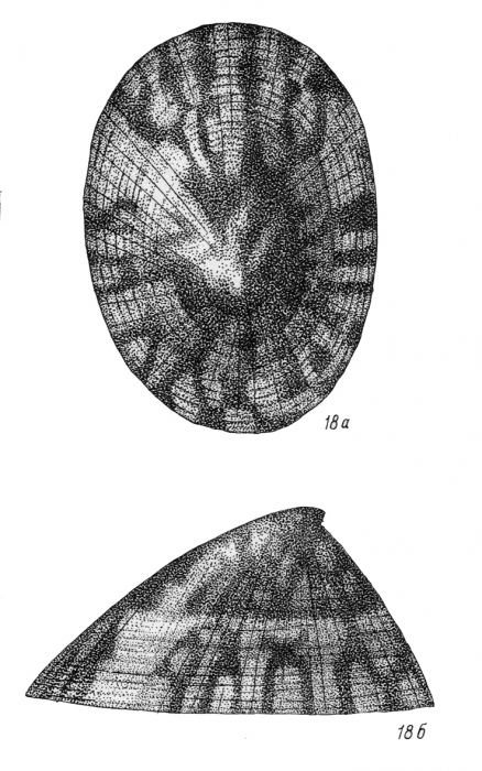 Testudinalia tessellata shell