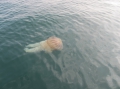 Scyphozoa (jelly fish)