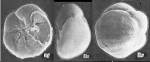 Chromista - Foraminifera (foraminifers)