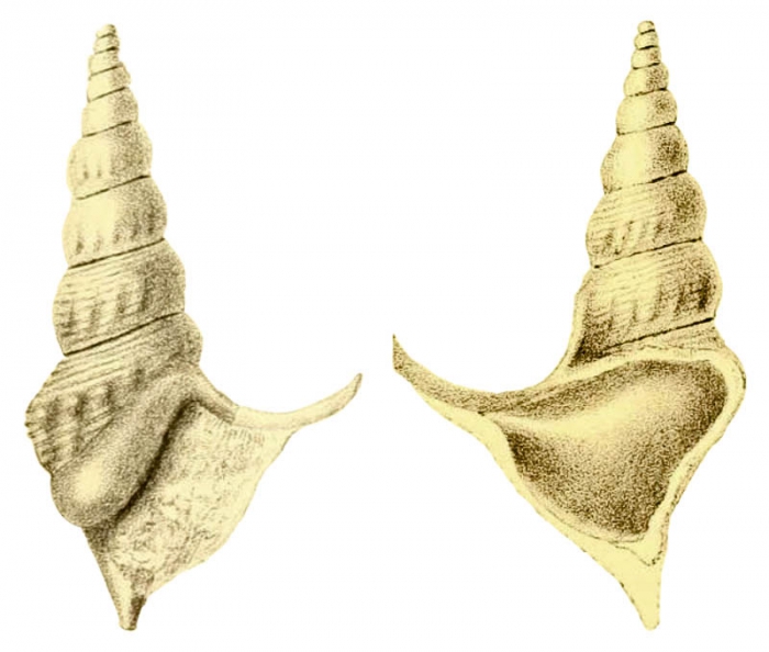 Anchura stenoptera Goldfuss in Whiteaves, 1879, pl. 15, fig. 11 Anchura stenoptera Goldfuss in Whiteaves, 1879, pl. 15, fig. 11
