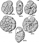 Chromista - Foraminifera (foraminifers)