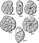 Streblus compactus Hofker, 1964 type figures