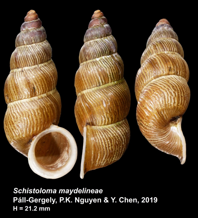 holotype of Schistoloma maydelineae