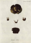 Spongia solida Esper, 1794