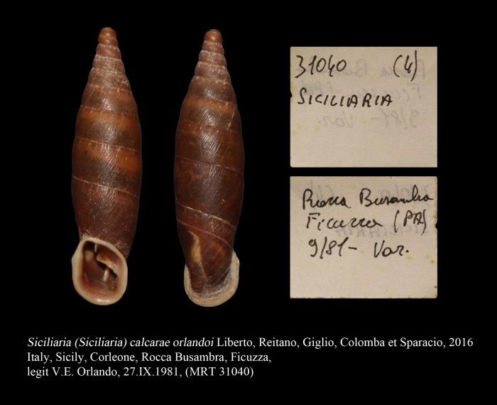 Siciliaria calcarae orlandoi Siciliaria calcarae orlandoi