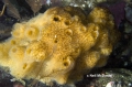 Porifera (sponges)