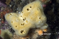 Porifera (sponges)