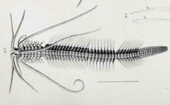 Polybostrichus longosetosus original plate in Örsted, 1843