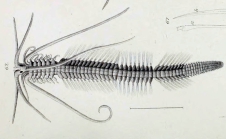 Polybostrichus longosetosus original plate in sted, 1843