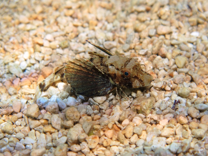Chelidonichthys lucerna (young) Chelidonichthys lucerna (young)