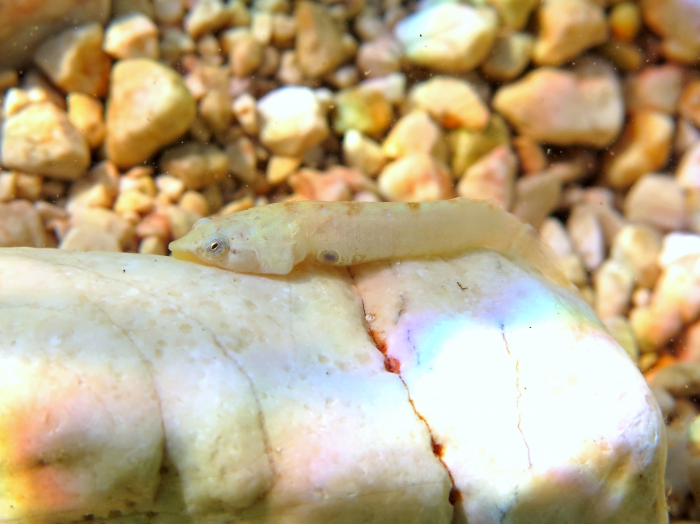 Diplecogaster bimaculata Diplecogaster bimaculata