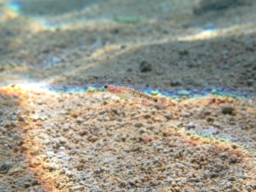 Pomatoschistus quagga (female)