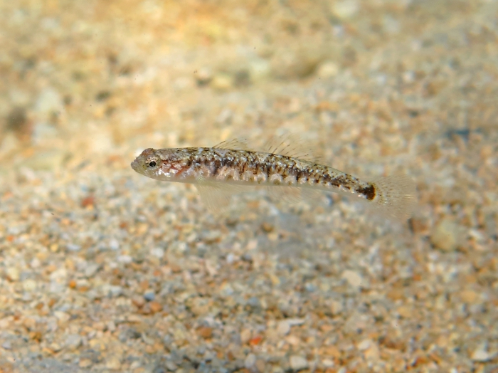 Pomatoschistus quagga (male)