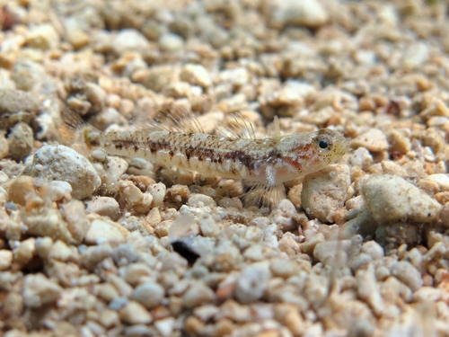 Pomatoschistus quagga (male)