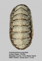 Acanthochitona pygmaea
