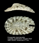 Emarginella nigromaculata