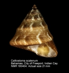 Calliostoma scalenum