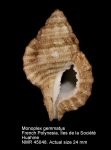 Monoplex gemmatus