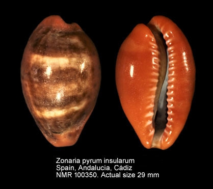 Zonaria pyrum insularum