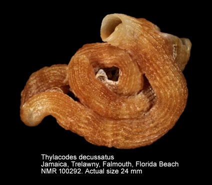 Thylacodes decussatus