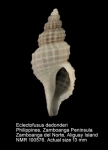 Eclectofusus dedonderi