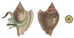 Strombus vanikorensis as represented by Quoy & Gaimard, 1833, pl. 51, figs. 7-9 