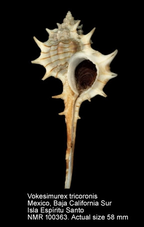 Vokesimurex tricoronis