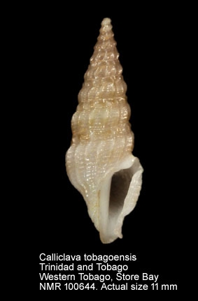 Calliclava tobagoensis