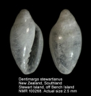 Dentimargo stewartianus