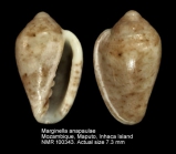 Marginella anapaulae