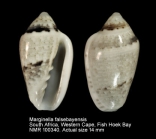 Marginella falsebayensis