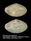 Scalpomactra scalpellum