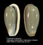Cryptospira dactylus