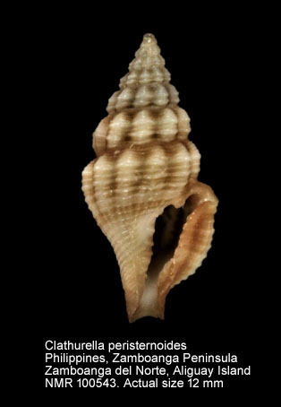 Clathurella peristernioides