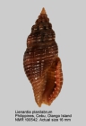 Lienardia planilabrum