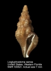 Lioglyphostoma oenoa