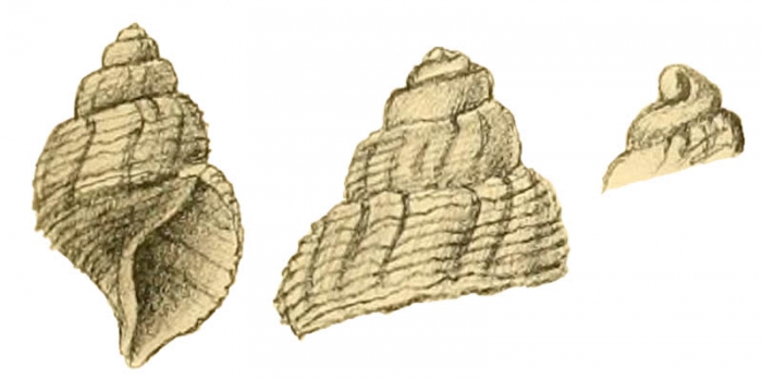Perissodonta mirabilis var. georgiana as represented in Strebel, 1908, pl. 3, fig. 33 a, b, c Perissodonta mirabilis var. georgiana as represented in Strebel, 1908, pl. 3, fig. 33 a, b, c