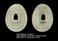Monodilepas monilifera
