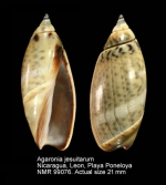 Agaronia jesuitarum